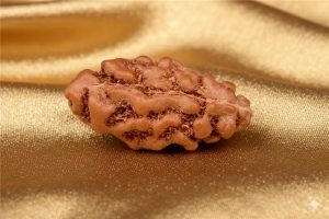 1 Mukhi