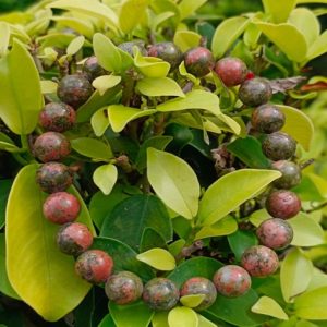 UNAKITE BRACELET