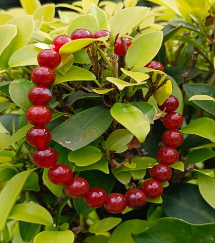 RED CARNELIAN